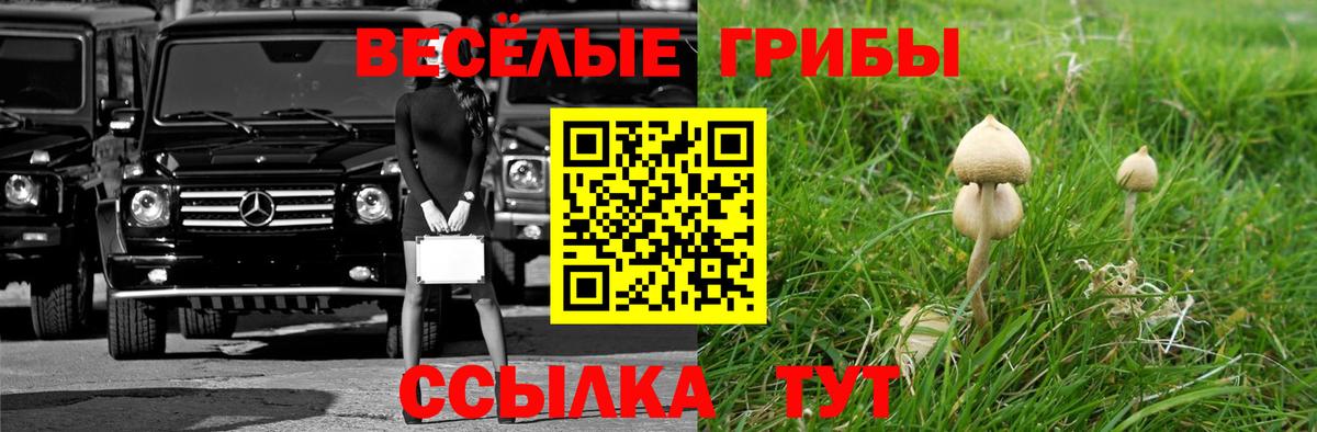 Галлюциногенные грибы Cubensis Богданович